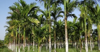 Betel Nut Cultivation in India With Complete Guidance