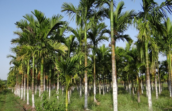 Betel Nut Cultivation in India With Complete Guidance