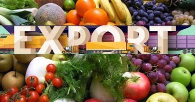 Best Vegetables Exporting Company in India