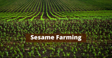 Sesame Seed Farming