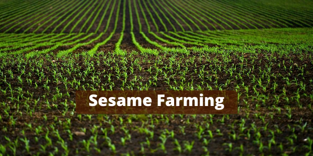 Sesame Seed Farming