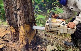 Tree Removal Services in Newport News VA