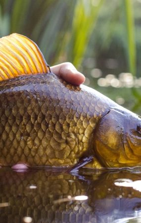 What Time of Day Are Carp Most Active