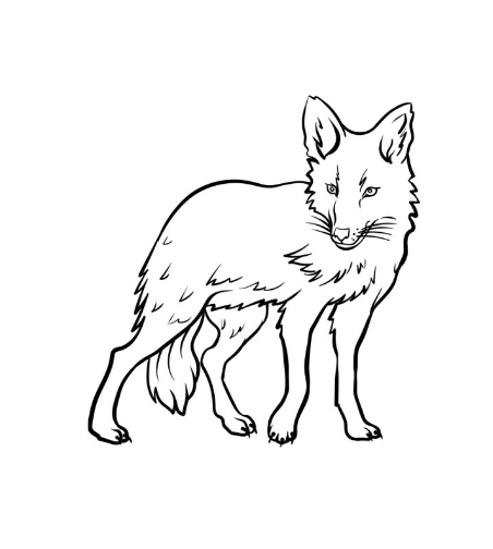 Draw A Coyote