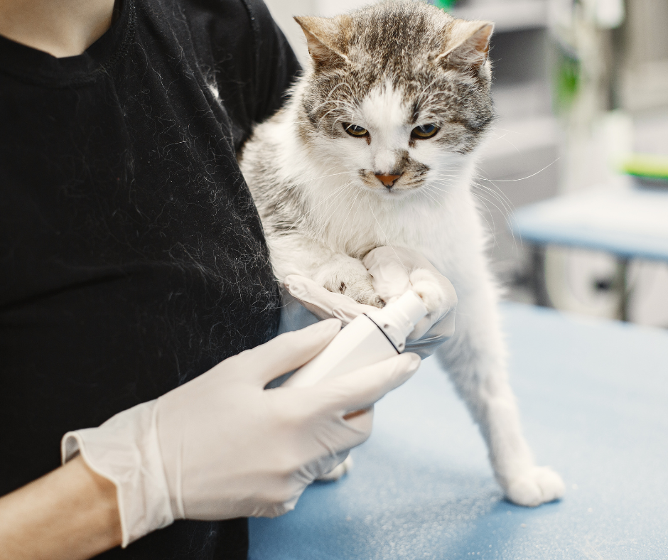 Major Issues of Animal Healthcare