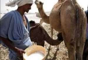 Global-Camel-Dairy-Market