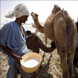 Global-Camel-Dairy-Market