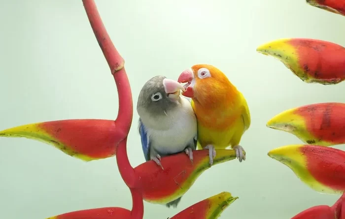 types-of-lovebirds