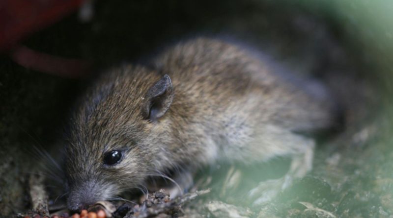 Rat Removal Services in Tampa