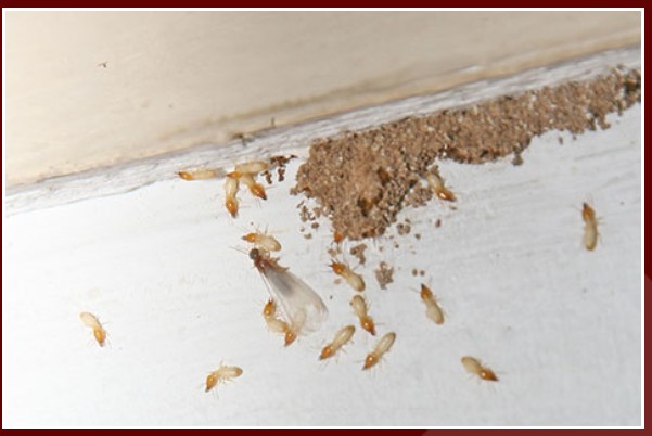 bed bug removal company Springfield MO